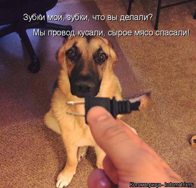Котоматрица: Зубки мои, зубки, что вы делали? Мы провод кусали, сырое мясо спасали!