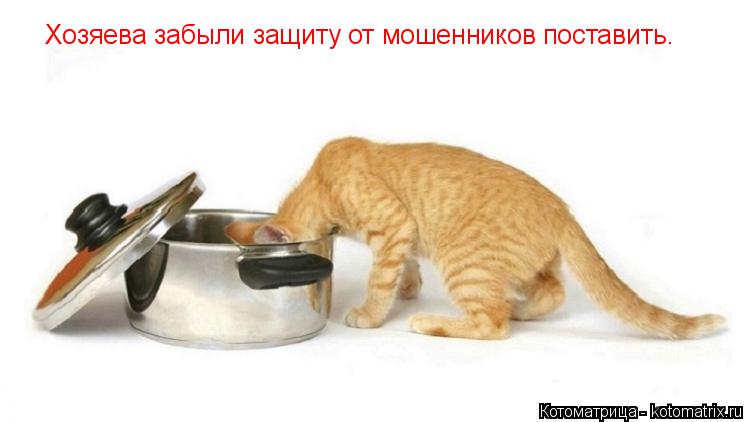 Котоматрица: Хозяева забыли защиту от мошенников поставить.
