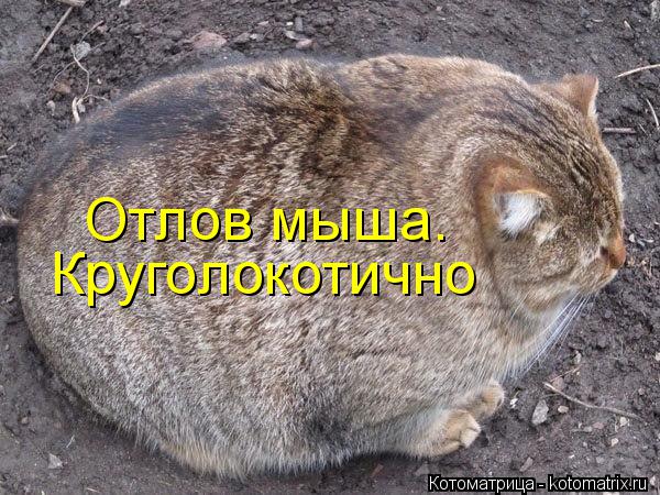 Котоматрица: Круголокотично Отлов мыша.