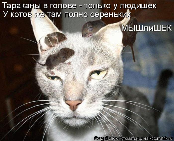 Котоматрица: Тараканы в голове - только у людишек У котов же там полно сереньких МЫШлиШЕК
