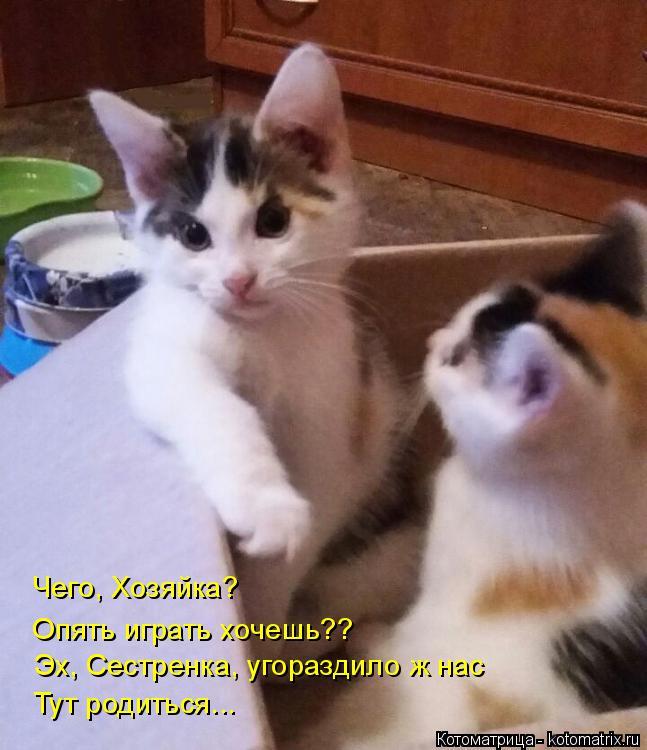 Котоматрица: Чего, Хозяйка? Эх, Сестренка, угораздило ж нас тут родиться... Эх, Сестренка, угораздило ж нас Тут родиться... Опять играть хочешь??