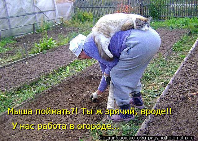 Котоматрица: Мыша поймать?! Ты ж зрячий, вроде!! У нас работа в огороде...