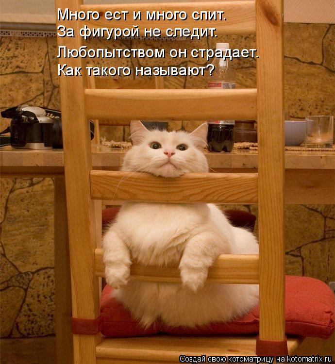 Котоматрица: Много ест и много спит. За фигурой не следит. Любопытством он страдает. Как такого называют?