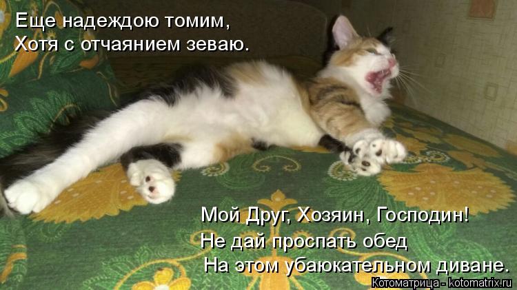 Котоматрица: Еще надеждою томим, Хотя с отчаянием зеваю. На этом убаюкательном диване. Мой Друг, Хозяин, Господин! Не дай проспать обед
