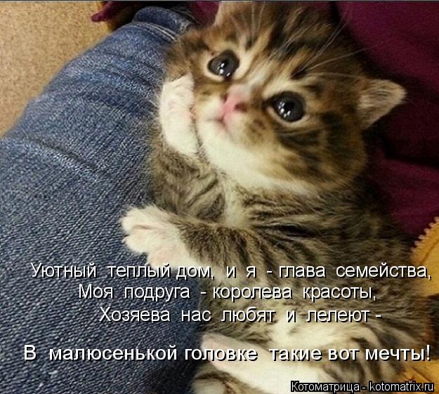 Котоматрица: Уютный  теплый дом,  и  я  - глава  семейства,  Моя  подруга  - королева  красоты,  Хозяева  нас  любят  и  лелеют -   В  малюсенькой головке  такие во