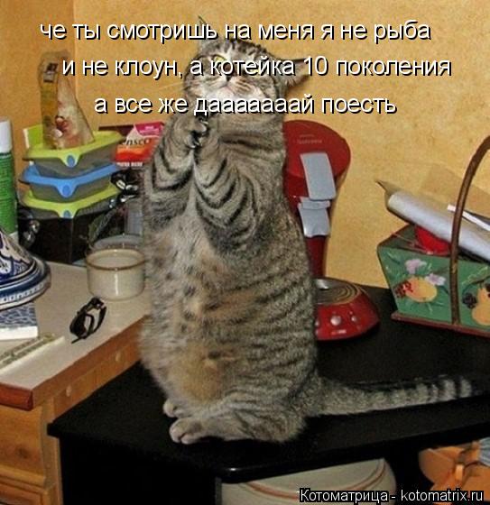 Котоматрица: че ты смотришь на меня я не рыба  и не клоун, а котейка 10 поколения ну даааай поесть а все же дааааааай поесть а все же дааааааай поесть