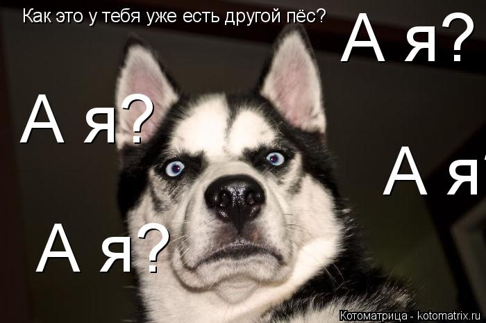 Котоматрица: Как это у тебя уже есть другой пёс? А я? А я? А я? А я?
