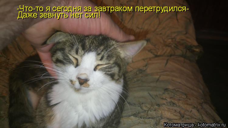 Котоматрица: -Что-то я сегодня за завтраком перетрудился-  Даже зевнуть нет сил!