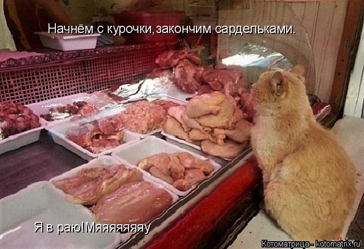 Я в раю!Мяяяяяяяу Начнём с курочки,закончим сардельками.... Котоматрица: Я в раю!Мяяяяяяяу Начнём с курочки,закончим сардельками.