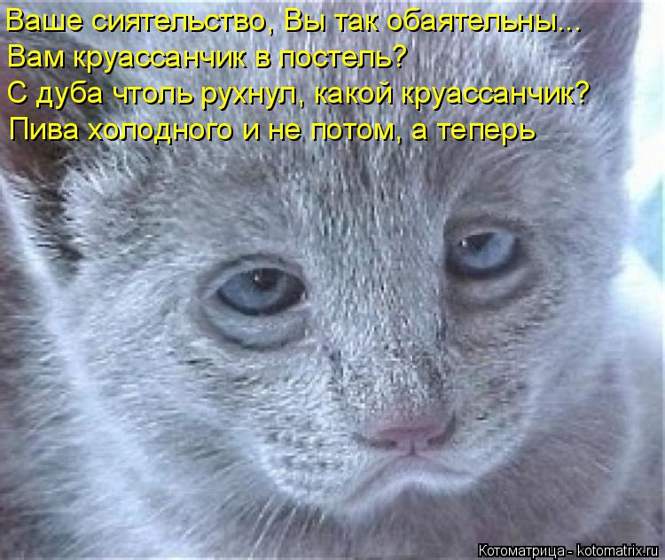 Котоматрица: Ваше сиятельство, Вы так обаятельны... Вам круассанчик в постель? Пива холодного и не потом, а теперь С дуба чтоль рухнул, какой круассанчик?