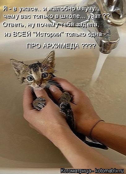 Котоматрица: Я - в ужасе.. и жалобно мяучу... чему вас только в школе... учат ?? Ответь, ну почему тебя задела, из ВСЕЙ "Истории" только одна -  ПРО АРХИМЕДА ????