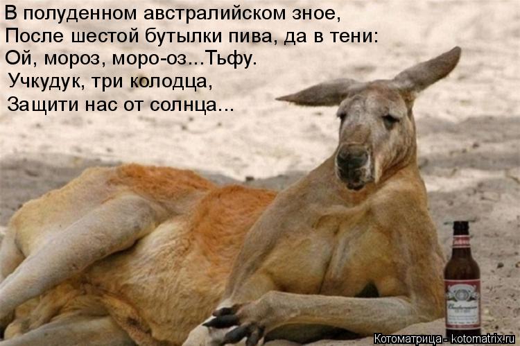 Котоматрица: В полуденном австралийском зное, После шестой бутылки пива, да в тени: Ой, мороз, моро-оз...Тьфу. Учкудук, три колодца, Защити нас от солнца...