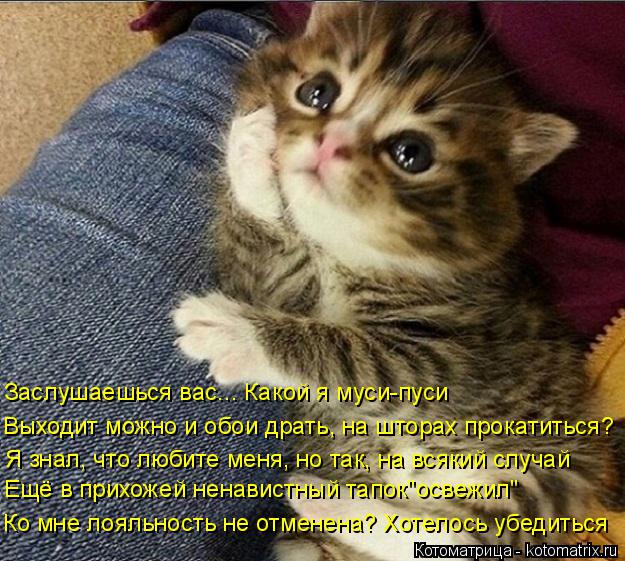 Котоматрица: Заслушаешься вас... Какой я муси-пуси Выходит можно и обои драть, на шторах прокатиться? Я знал, что любите меня, но так, на всякий случай Ещё в