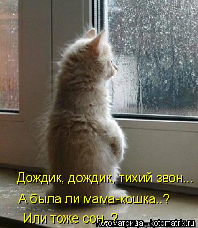Котоматрица: Дождик, дождик, тихий звон... А была ли мама-кошка..? Или тоже сон..?