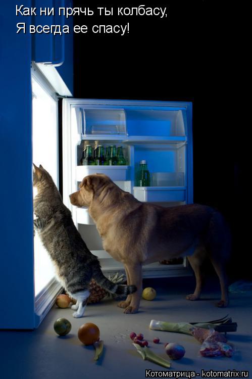 Котоматрица: Как ни прячь ты колбасу, Я всегда ее спасу!