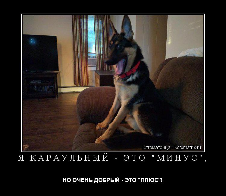 Котоматрица: Я КАРАУЛЬНЫЙ - ЭТО "МИНУС",  НО ОЧЕНЬ ДОБРЫЙ - ЭТО "ПЛЮС"!