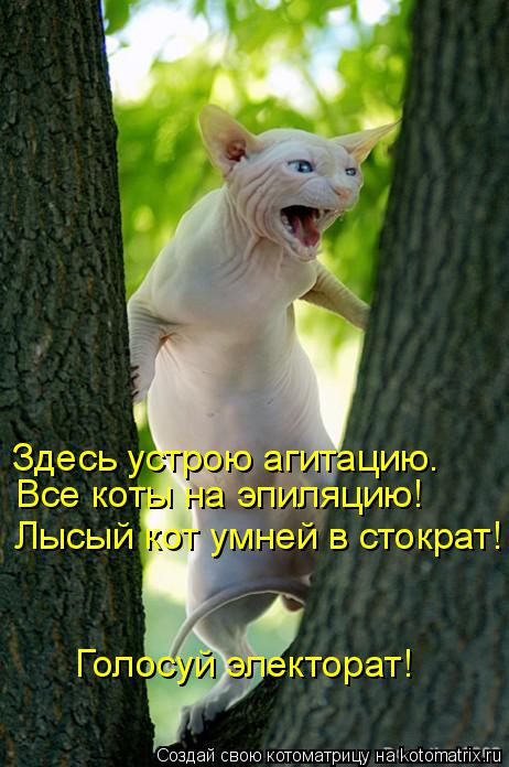 Котоматрица: Здесь устрою агитацию. Все коты на эпиляцию! Лысый кот умней в стократ! Голосуй электорат!