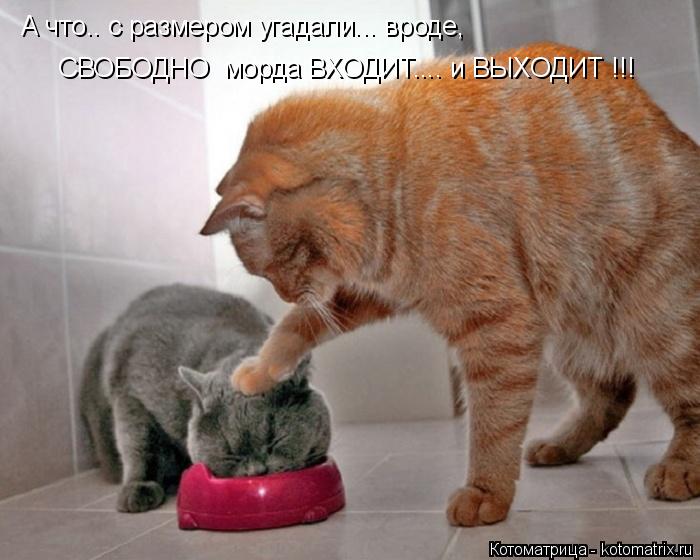 Котоматрица: А что.. с размером угадали... вроде, СВОБОДНО  морда ВХОДИТ.... и ВЫХОДИТ !!!