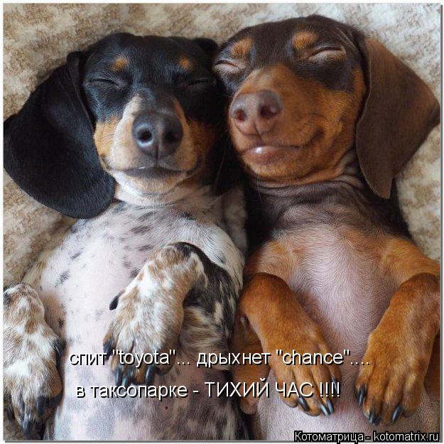 Котоматрица: спит "toyota"... дрыхнет "chance".... в таксопарке - ТИХИЙ ЧАС !!!!