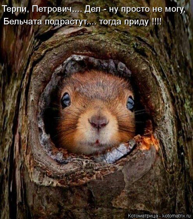 Котоматрица: Терпи, Петрович.... Дел - ну просто не могу, Бельчата подрастут.... тогда приду !!!!