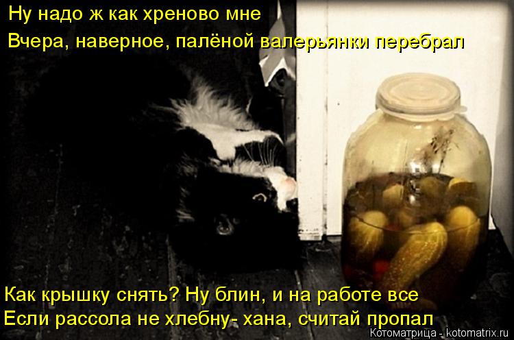 Котоматрица: Ну надо ж как хреново мне Вчера, наверное, палёной валерьянки перебрал Если рассола не хлебну- хана, считай пропал Как крышку снять? Ну блин, 