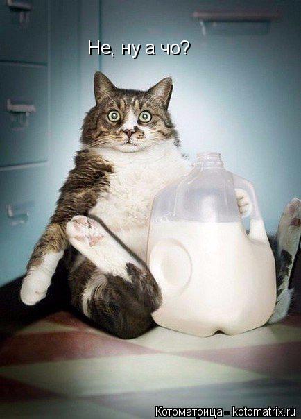 Котоматрица: Не, ну а чо?