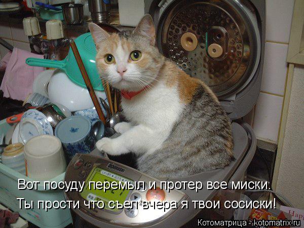 Ты прости что съел вчера я твои сосиски! Вот посуду перемыл и протер все миски.... Котоматрица: Ты прости что съел вчера я твои сосиски! Вот посуду перемыл и протер все миски.