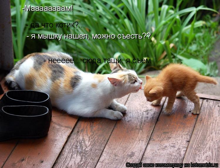 Котоматрица: -Маааааааам! - да что котик?.. - я мышку нашел, можно съесть?? - неееее... сюда тащи, я съем - неееее... сюда тащи, я съем