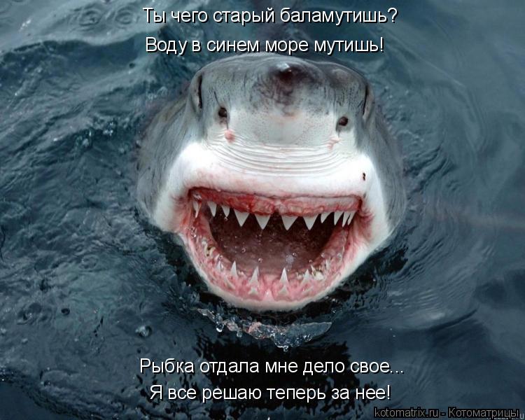 Котоматрица: Ты чего старый баламутишь? Воду в синем море мутишь! Я все решаю теперь за нее! Рыбка отдала мне дело свое...
