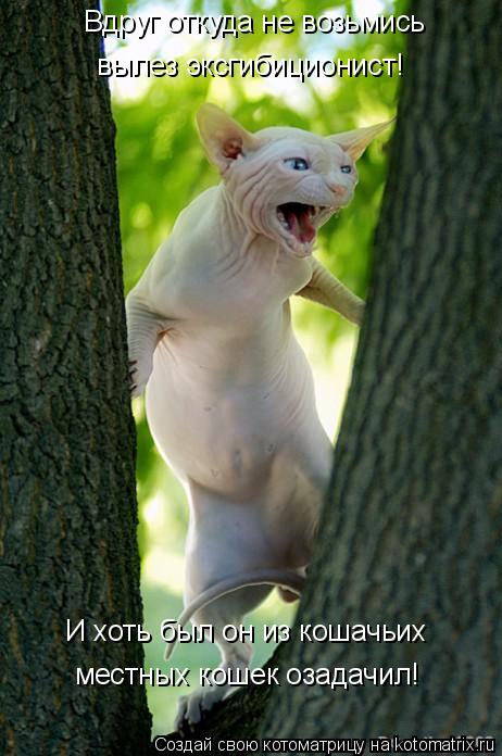 Вдруг откуда не возьмись вылез эксгибиционист! И хоть был он из кошачьих местных кошек озадачил!... Котоматрица: Вдруг откуда не возьмись вылез эксгибиционист! И хоть был он из кошачьих местных кошек озадачил!