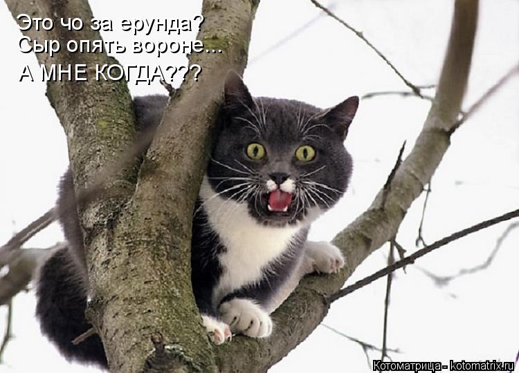 Котоматрица: Это чо за ерунда? Сыр опять вороне... А МНЕ КОГДА???