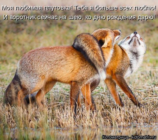 Моя любимая плутовка! Тебя я больше всех люблю! И воротник сейчас на шею, ко дню рождения дарю!... Котоматрица: Моя любимая плутовка! Тебя я больше всех люблю! И воротник сейчас на шею, ко дню рождения дарю!