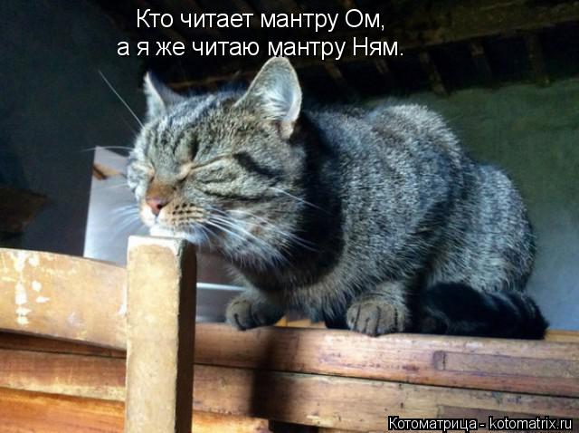 Котоматрица: Кто читает мантру Ом, а я же читаю мантру Ням.