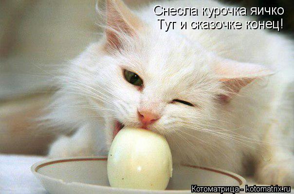 Снесла курочка яичко Тут и сказочке конец!... Котоматрица: Снесла курочка яичко Тут и сказочке конец!
