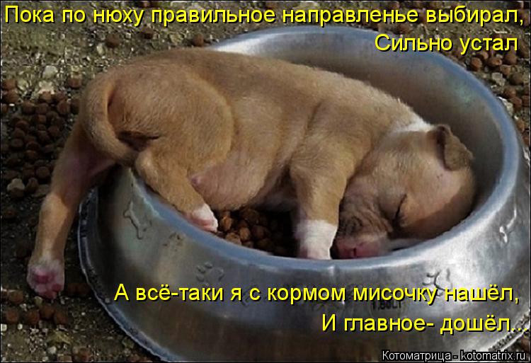 Пока по нюху правильное направленье выбирал, Сильно устал А всё-таки я с кормом мисочку нашёл, И глав... Котоматрица: Пока по нюху правильное направленье выбирал, Сильно устал А всё-таки я с кормом мисочку нашёл, И главное- дошёл...