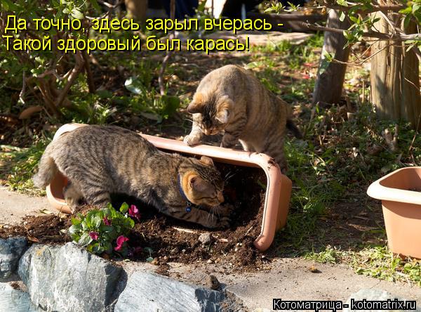 Да точно, здесь зарыл вчерась - Такой здоровый был карась!... Котоматрица: Да точно, здесь зарыл вчерась - Такой здоровый был карась!