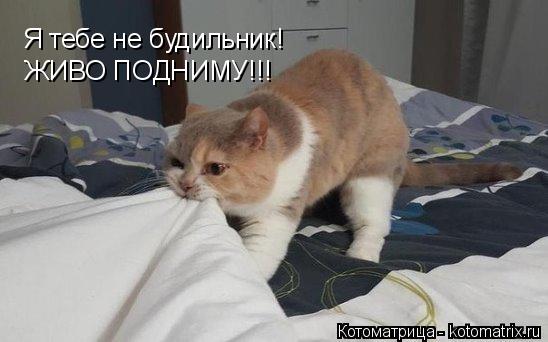 Я тебе не будильник! ЖИВО ПОДНИМУ!!!... Котоматрица: Я тебе не будильник! ЖИВО ПОДНИМУ!!!