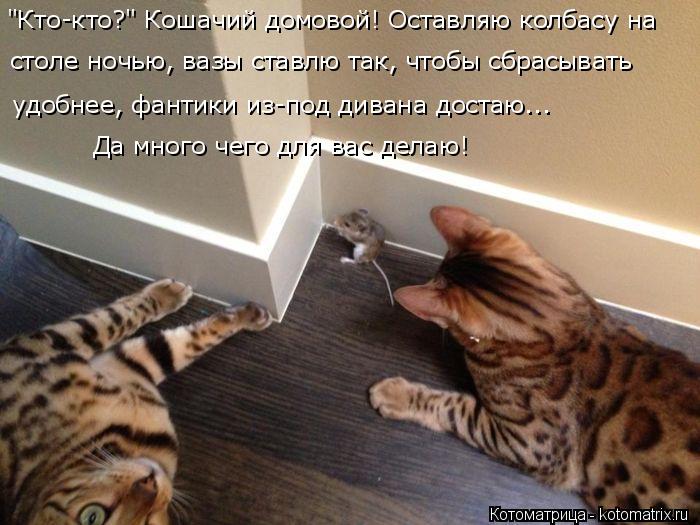 "Кто-кто?" Кошачий домовой! Оставляю колбасу на столе ночью, вазы ставлю так, чтобы сбрасывать удобн... Котоматрица: "Кто-кто?" Кошачий домовой! Оставляю колбасу на столе ночью, вазы ставлю так, чтобы сбрасывать удобнее, фантики из-под дивана достаю... Да мно