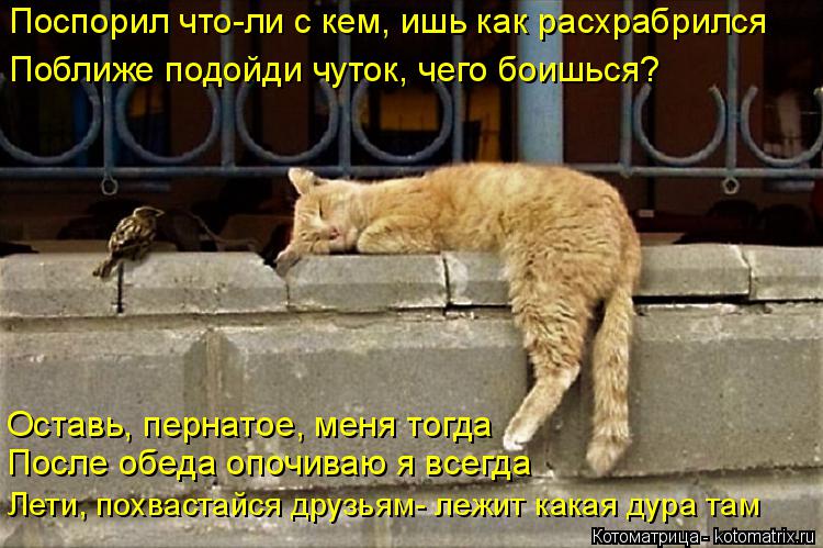 Поспорил что-ли с кем, ишь как расхрабрился Поближе подойди чуток, чего боишься? Оставь, пернатое, ме... Котоматрица: Поспорил что-ли с кем, ишь как расхрабрился Поближе подойди чуток, чего боишься? Оставь, пернатое, меня тогда После обеда опочиваю я всегда Л