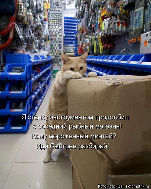Я стенку инструментом продолбил в соседний рыбный магазин! Кому мороженный минтай? Иди быстрее разбир... Котоматрица: Я стенку инструментом продолбил в соседний рыбный магазин! Кому мороженный минтай? Иди быстрее разбирай!