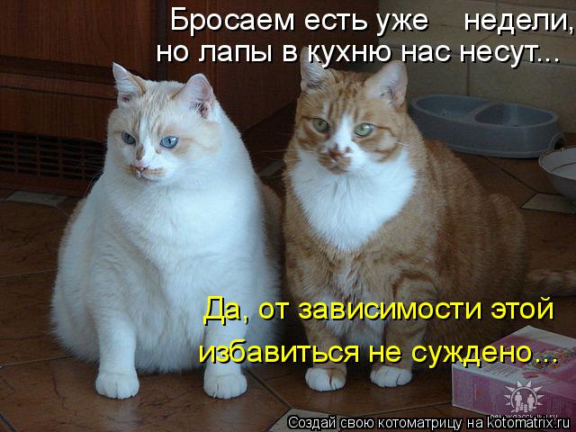 Бросаем есть уже недели, но лапы в кухню нас несут... Да, от зависимости этой избавиться не сужде... Котоматрица: Бросаем есть уже недели, но лапы в кухню нас несут... Да, от зависимости этой избавиться не суждено...