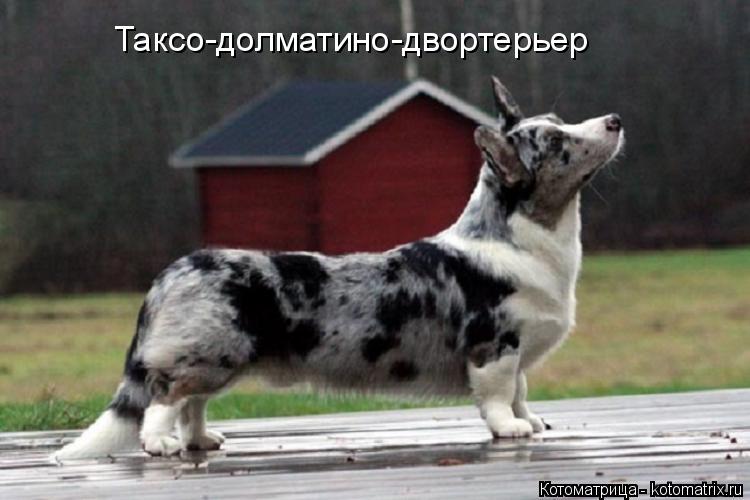 Таксо-долматино-двортерьер... Котоматрица: Таксо-долматино-двортерьер