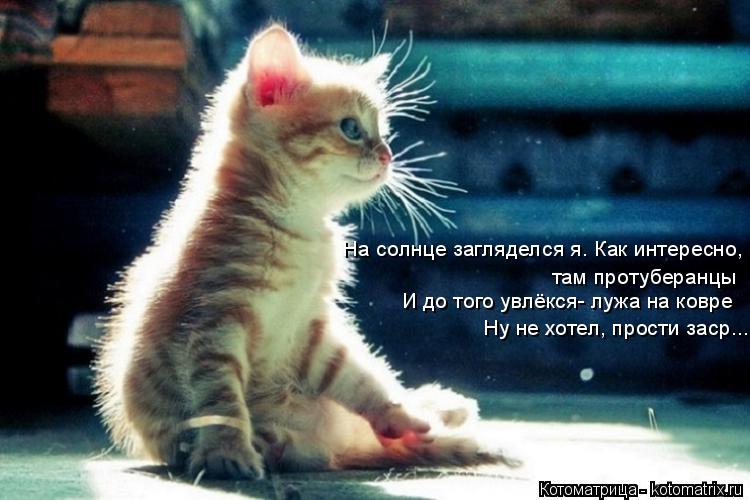На солнце загляделся я. Как интересно, там протуберанцы И до того увлёкся- лужа на ковре Ну не хотел,... Котоматрица: На солнце загляделся я. Как интересно, там протуберанцы И до того увлёкся- лужа на ковре Ну не хотел, прости заср...
