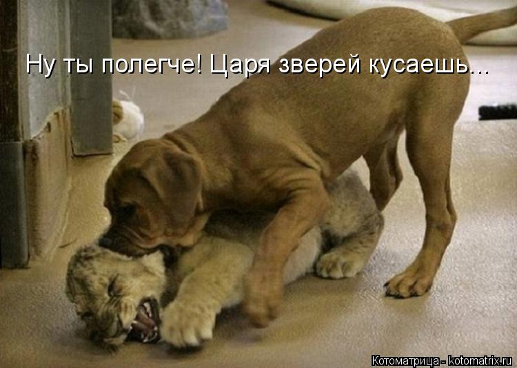 Ну ты полегче! Царя зверей кусаешь...... Котоматрица: Ну ты полегче! Царя зверей кусаешь...