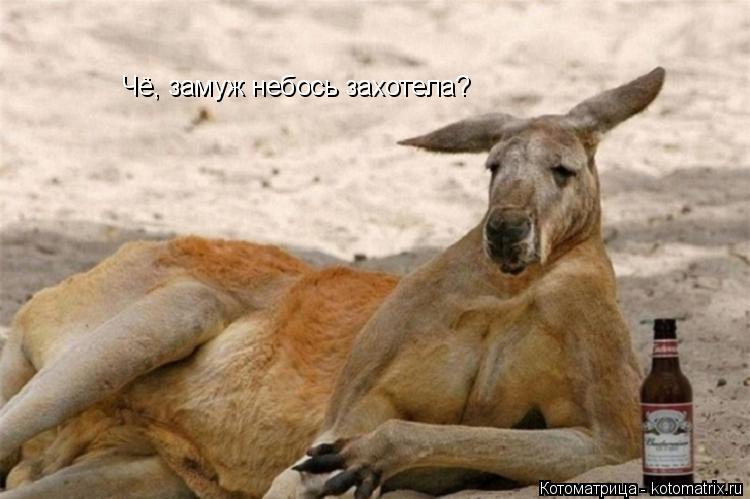 Чё, замуж небось захотела?... Котоматрица: Чё, замуж небось захотела?