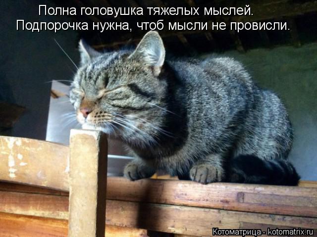 Полна головушка тяжелых мыслей. Подпорочка нужна, чтоб мысли не провисли.... Котоматрица: Полна головушка тяжелых мыслей. Подпорочка нужна, чтоб мысли не провисли.
