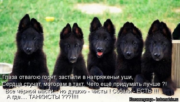 Сердца стучат, моторам в такт. Чего ещё придумать лучше ?! Глаза отвагою горят, застыли в напряженьи ... Котоматрица: Сердца стучат, моторам в такт. Чего ещё придумать лучше ?! Глаза отвагою горят, застыли в напряженьи уши, Все чёрной масти... но душою - чисты !