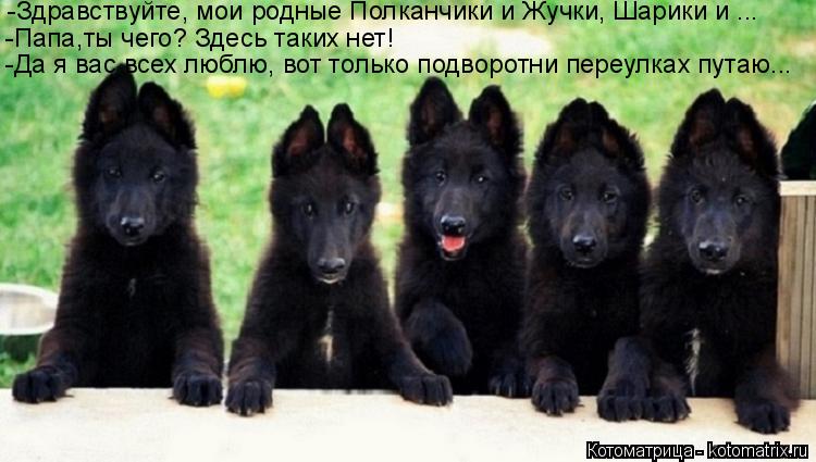 -Здравствуйте, мои родные Полканчики и Жучки, Шарики и ... -Папа,ты чего? Здесь таких нет! -Да я вас ... Котоматрица: -Здравствуйте, мои родные Полканчики и Жучки, Шарики и ... -Папа,ты чего? Здесь таких нет! -Да я вас всех люблю, вот только подворотни переулках
