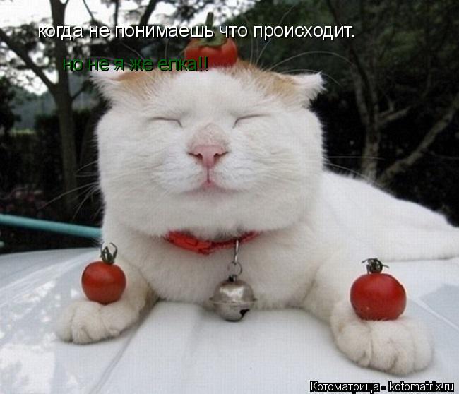когда не понимаешь что происходит. но не я же елка!! но не я же елка!!... Котоматрица: когда не понимаешь что происходит. но не я же елка!! но не я же елка!!