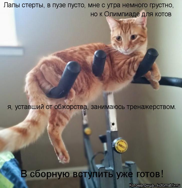 Лапы стерты, в пузе пусто, мне с утра немного грустно, но к Олимпиаде для котов я, уставший от обжор... Котоматрица: Лапы стерты, в пузе пусто, мне с утра немного грустно, но к Олимпиаде для котов я, уставший от обжорства, занимаюсь тренажерством. В сборную